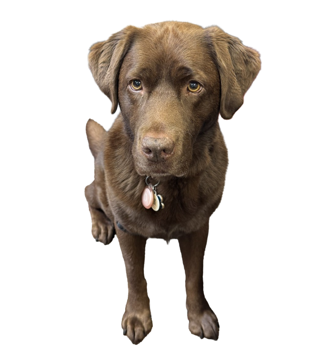 Canine Advocate, Pawnee