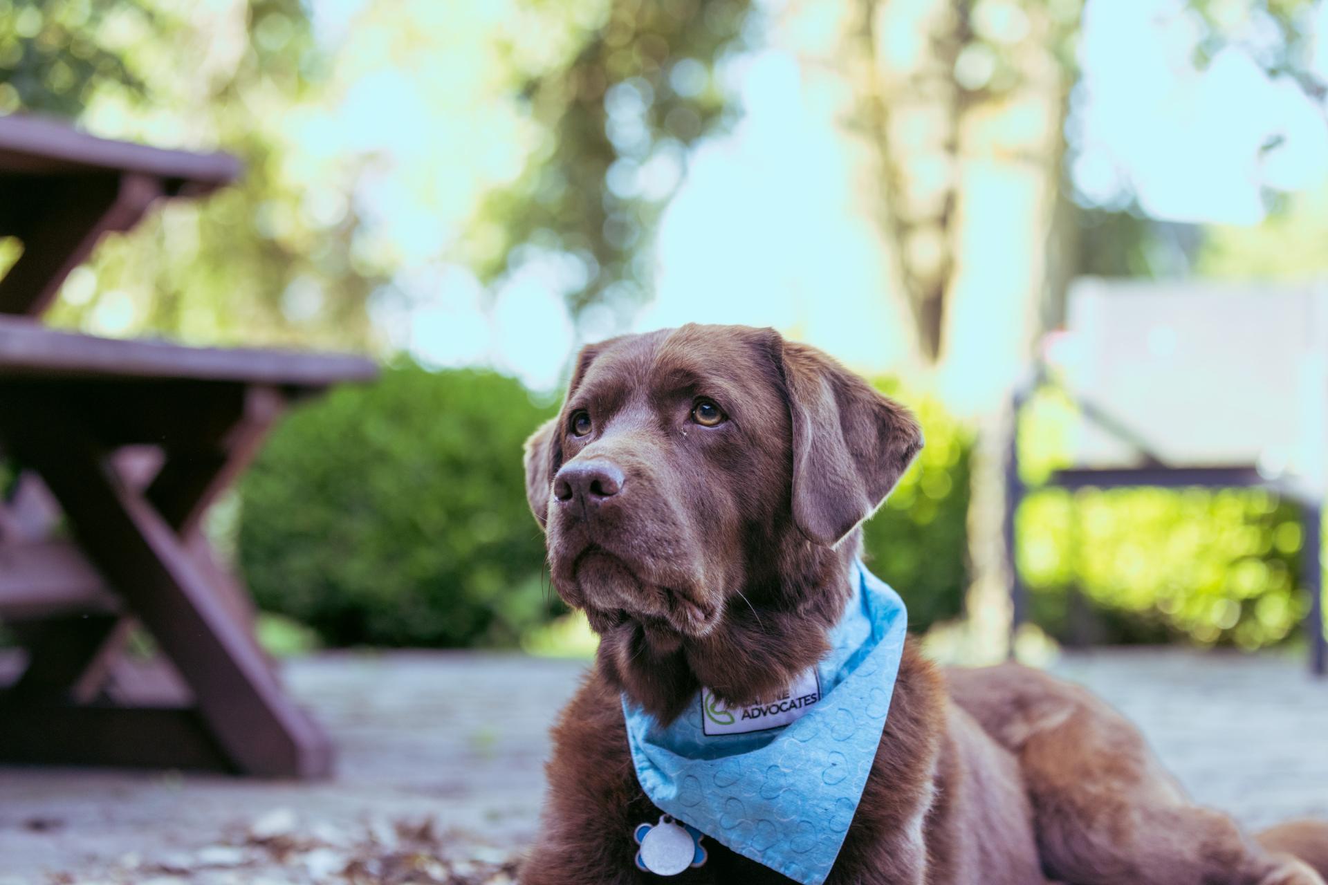 Pawnee the canine advocate at CAC